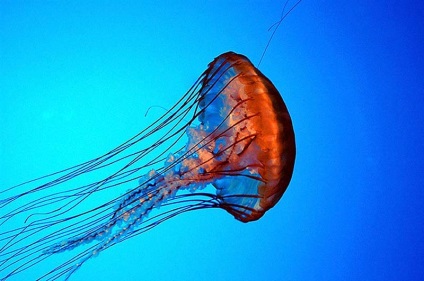 Що потрібно знати на випадок укусу медузи