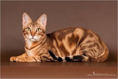 Які бувають рідкісні породи кішок на планеті