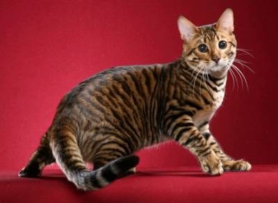 Які бувають рідкісні породи кішок на планеті