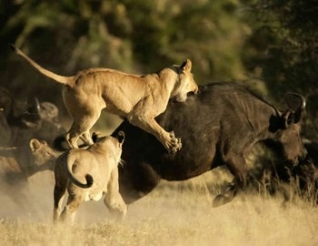 Як вижити під час нападу лева, в щелепах тварин