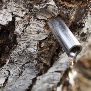 Корисні властивості берези - застосування сили чистого дерева, лікування в домашніх умовах