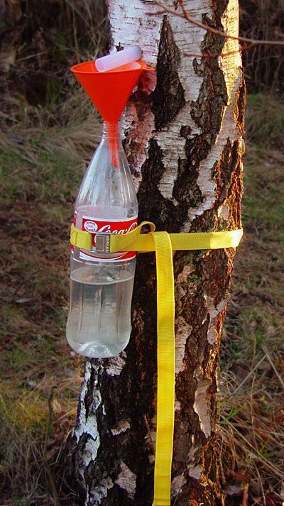 Корисні властивості берези - застосування сили чистого дерева, лікування в домашніх умовах