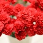 7 Сортів садової багаторічної гвоздики червона, кущова, пір'яста, низькоросла