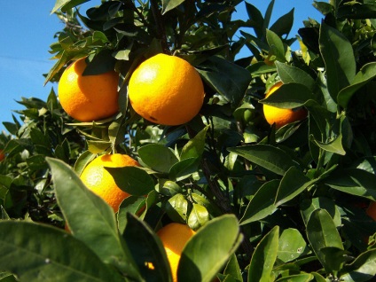 Апельсин китайський, секрети вирощування кімнатних рослин