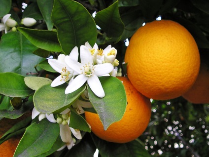 Апельсин китайський, секрети вирощування кімнатних рослин