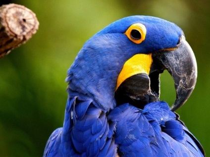 Фото найкрасивіших і екзотичних птахів в світі