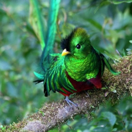 Фото найкрасивіших і екзотичних птахів в світі