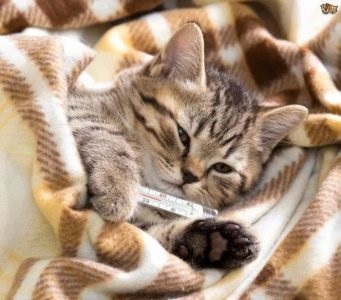 Як виміряти температуру у кішки в домашніх умовах з градусником і без