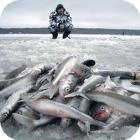 Як ловлять сома в дельті Волги - рибалка в росії і по всьому світу