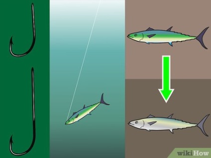 Як вибрати гачок для морської риболовлі