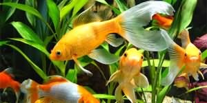 До чого сняться риби в акваріумі жінці