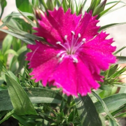 Кущова гвоздика багаторічна садова з фото, рекомендації по вирощуванню