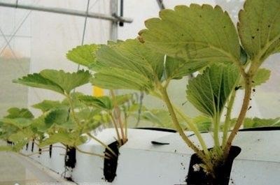 Переваги вирощування суниці на гідропоніці перед грунтовим, схема і склад харчування