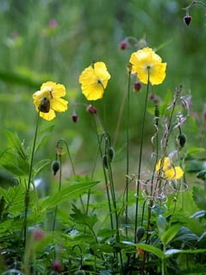 Рослини сімейства макових фото квіток маку і квітів-представників сімейства макових