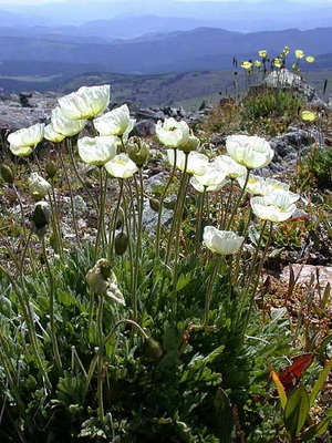 Рослини сімейства макових фото квіток маку і квітів-представників сімейства макових