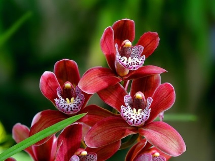 Найкрасивіші квіти в світі - все про рослини росії