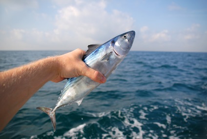 Вибір кращих місць і снастей для риболовлі на чорному морі в криму