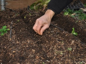 Вирощування моркви у відкритому грунті підготовка насіння і грунту, догляд за рослинами, вибір сортів