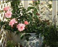 9 Рад, як виростити на балконі красиві троянди