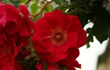 9 Рад, як виростити на балконі красиві троянди