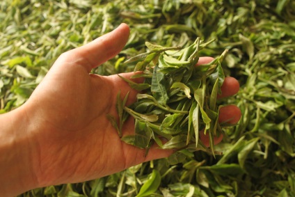 Як роблять чай пуер з листя