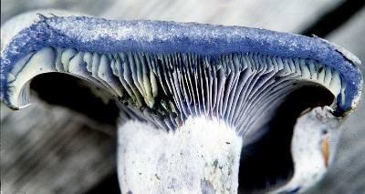 Які і чому гриби на зрізі синіють