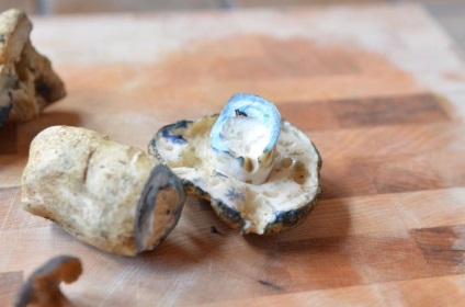 Які і чому гриби на зрізі синіють