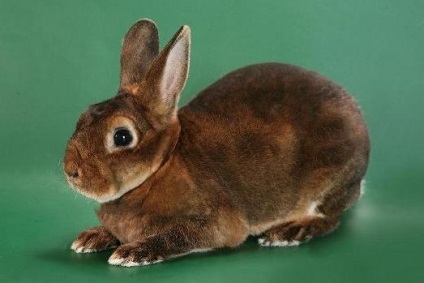 Кролик рекс походження породи, догляд і розведення