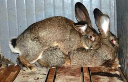 Хибна вагітність у кроликів як виявити і що робити