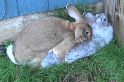 Хибна вагітність у кроликів як виявити і що робити