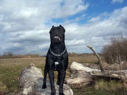 Опис породи кане-корсо, італійський мастиф для охорони, фото собаки