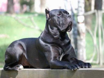 Опис породи кане-корсо, італійський мастиф для охорони, фото собаки