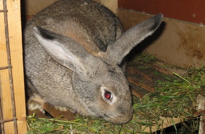 Порода кроликів сірий велетень опис, зміст і розведення (фото)