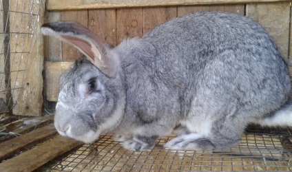 Порода кроликів сірий велетень опис, зміст і розведення (фото)