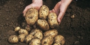 Посадка картоплі частками бульби для збільшення врожайності