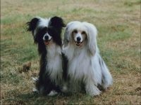 Сучасні типи китайських чубатих, собаки польського типу англійського походження китайська