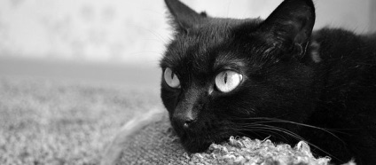 Токсоплазмоз у кішок симптоми і методи лікування від паразитів