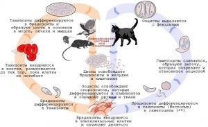 Токсоплазмоз у кішок симптоми і методи лікування від паразитів