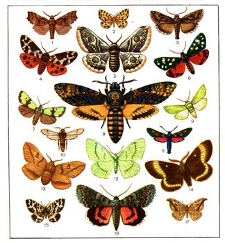 колекції комах
