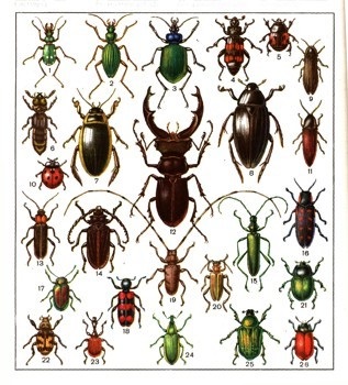 колекції комах