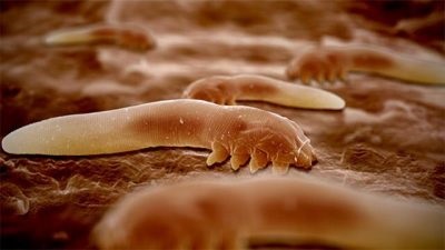 Лікарські трави від паразитів в організмі людини