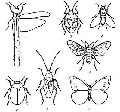 Методи збору і колекціонування комах