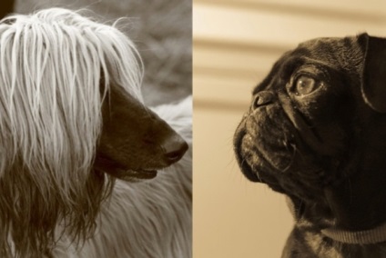 Чи можуть собаки пізнавати один одного «в обличчя» навіщо людині собака