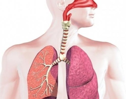 Органи дихання людини будова і функції