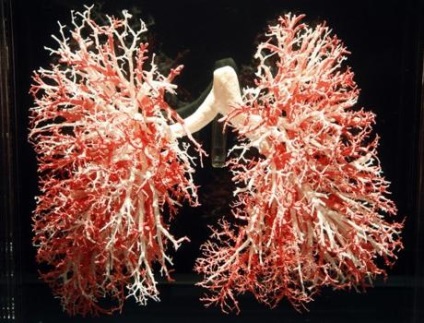 Органи дихання людини будова і функції