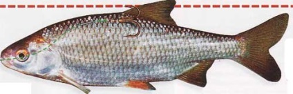 Оснащення на щуку способи насадження живця - снасті - статті про риболовлю
