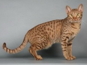 Оцикет фото кішки, характер породи, опис, відео