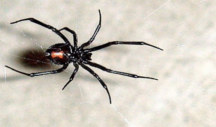 Причини, за якими павуки надзвичайно жахливі, але шалено цікаві, fresher - найкраще з рунета за