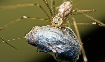 Причини, за якими павуки надзвичайно жахливі, але шалено цікаві, fresher - найкраще з рунета за