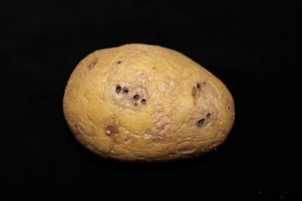 Проволочник в картоплі як позбутися хімія і народні засоби фото і відгуки